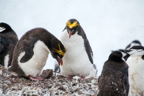 Fototapeta Naklejka Na Ścianę i Meble -  Macaroni penguins with Chinstrap penguin walking on the coast