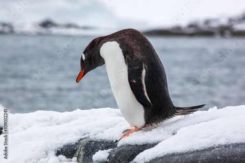 Gentoo penguin walking on snow move head to the ground