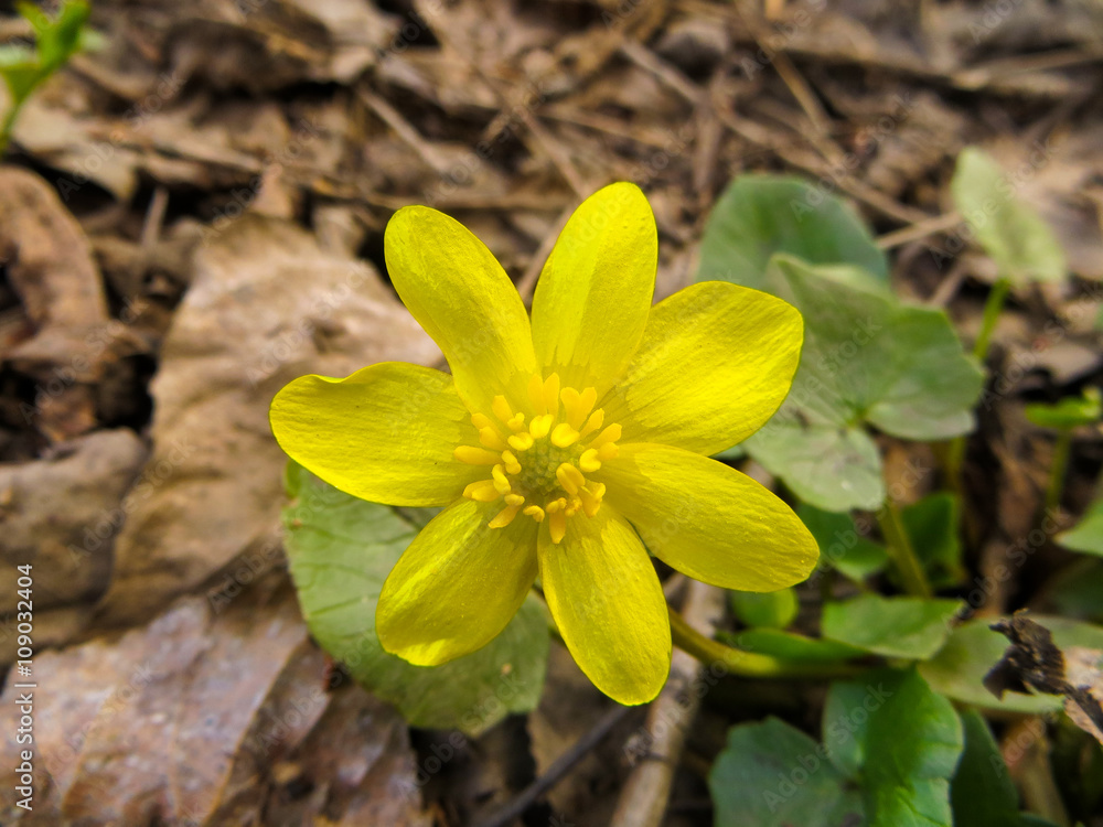 Marsh Marigold (Caltha palustris) on spring Marsh Marigold (Caltha palustris) on spring