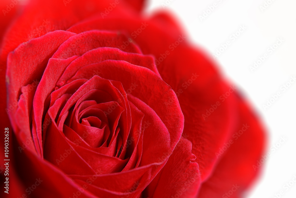 Red rose flower background. Empty copy space for editor's text. Red rose flower background. Empty copy space for editor's text.