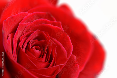 Red rose flower background. Empty copy space for editor s text.