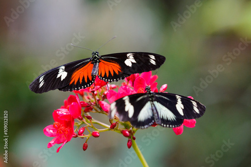 Schmetterling rot schwarz butterfly 15