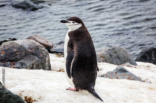 Antarctic penguin on background of the ocean and rock