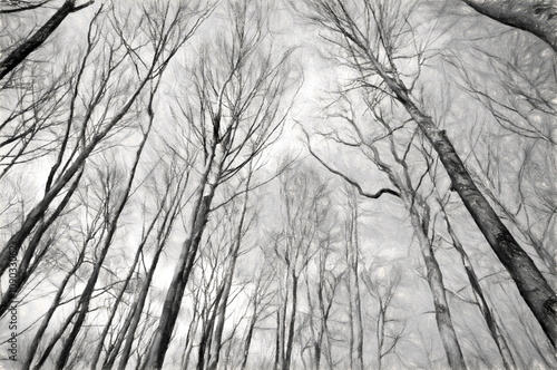 monochrome trees  - illustration