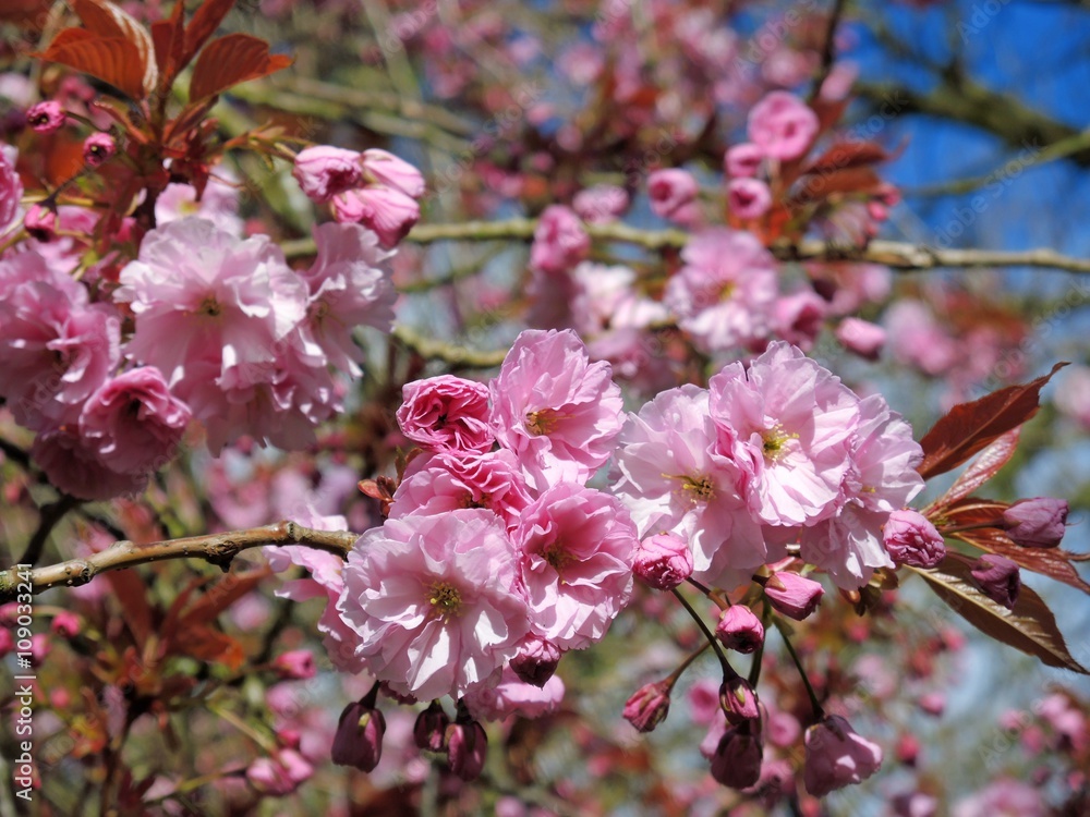 Fototapeta premium Pink Cherry Blossom.