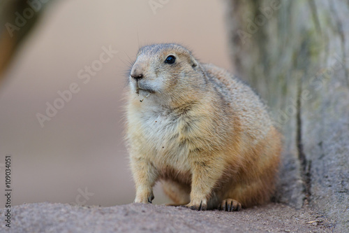 Erdhörnchen murmeltier marmot gopher marmot 1