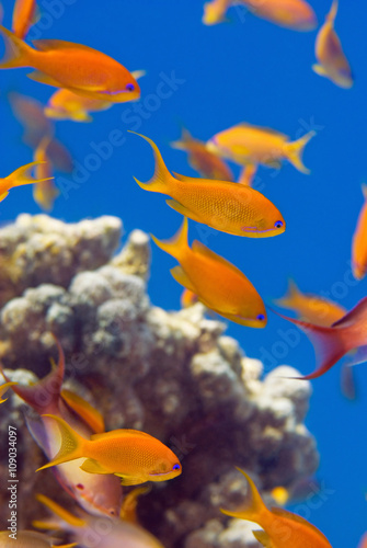 Fototapeta Naklejka Na Ścianę i Meble -  School of gold fish swimming in the sea