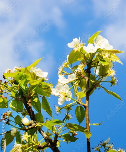 Fototapeta Naklejka Na Ścianę i Meble -  branch of apple tree with  flowers