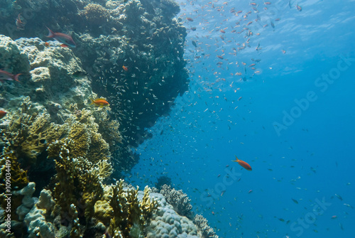 Underwater landscape with marine life