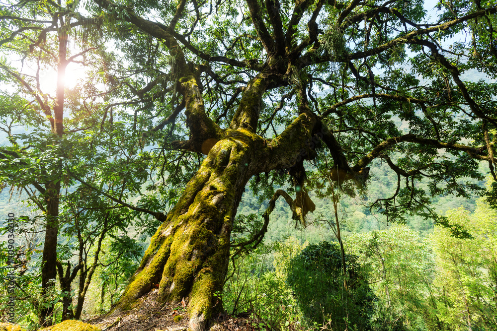 Fototapeta premium Nepal jungle