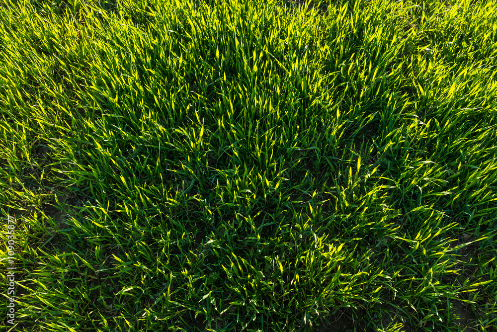 Green sprouts of wheat in the field  - obrazy, fototapety, plakaty 