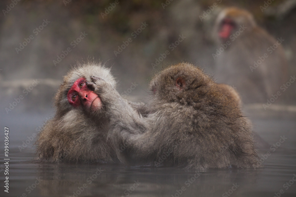 Naklejka premium Monkey, Asia, Japan