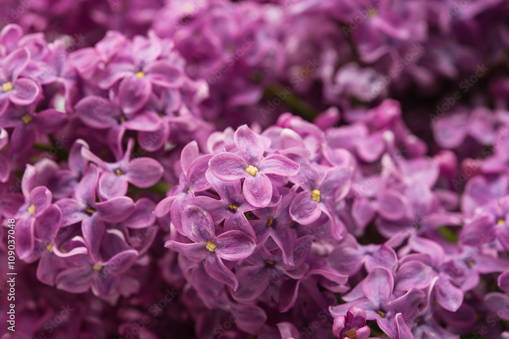 Beautiful lilac Bush