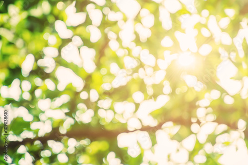Abstract green Bokeh background with sunlight