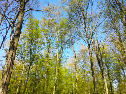 Baumkronen im Wald, Sprießendes Grün im Frühling und erwachen der Natur