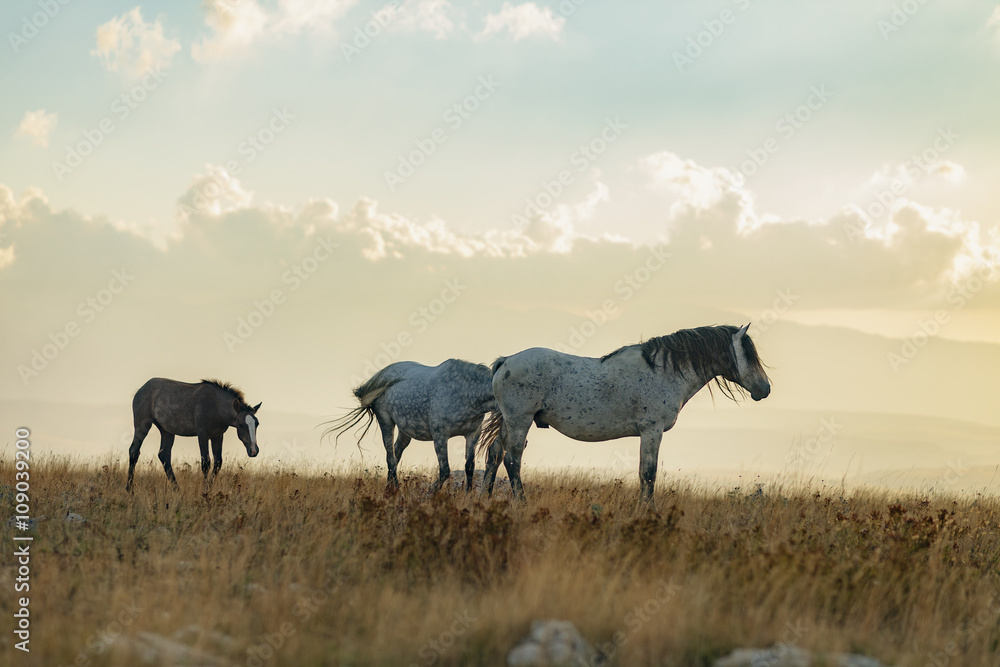 three horses on the mountain three horses on the mountain