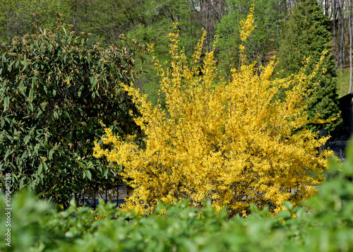 Photo yellow flowers bush of forsythia