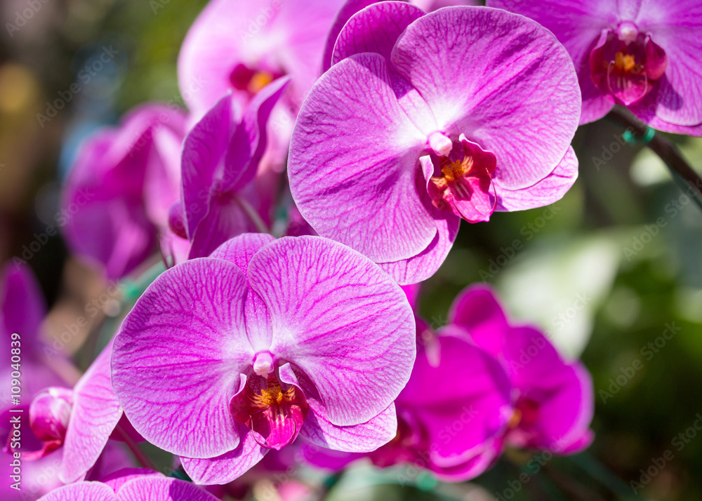 Purple phalaenopsis orchid flower Purple phalaenopsis orchid flower