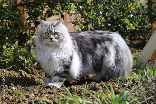 Grey persian cat playing in garden