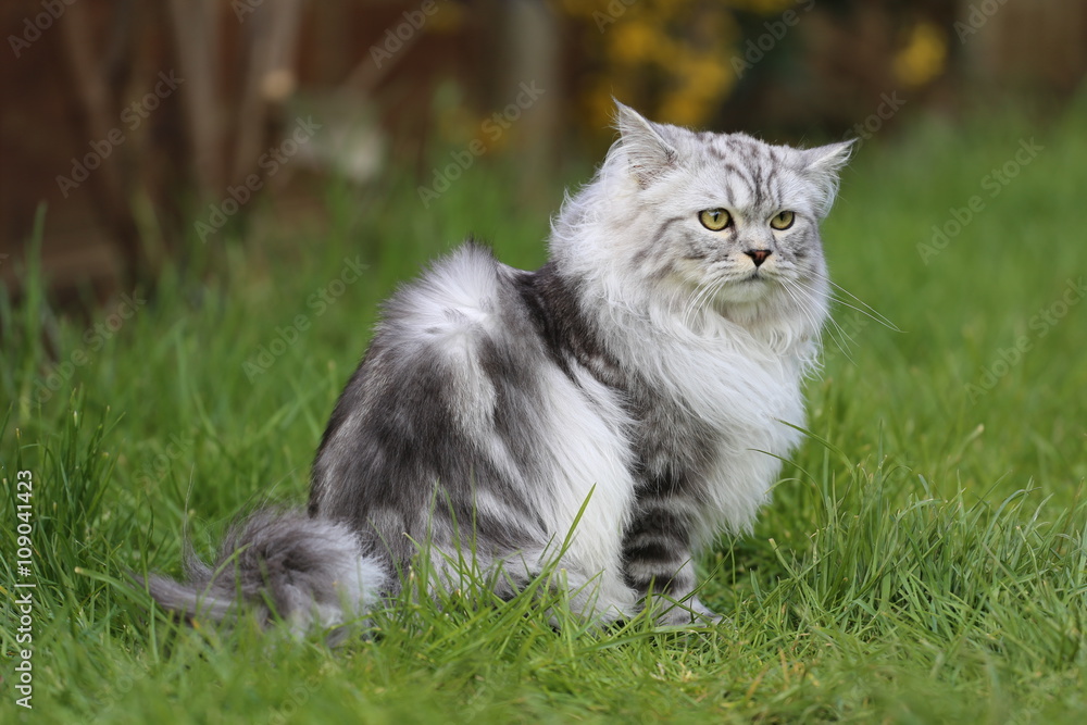 Grey persian cat playing in garden