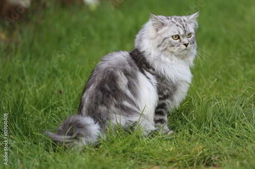 Grey persian cat playing in garden