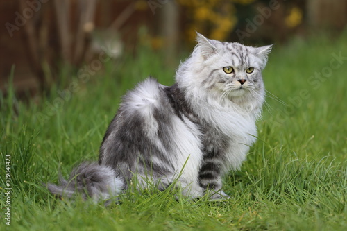 Grey persian cat playing in garden