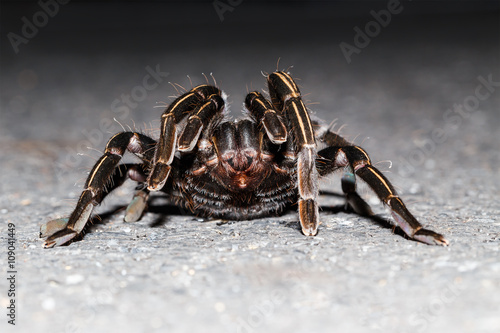 Close up of Thai zebra taruntula (Haplopelma albostriatum) photo