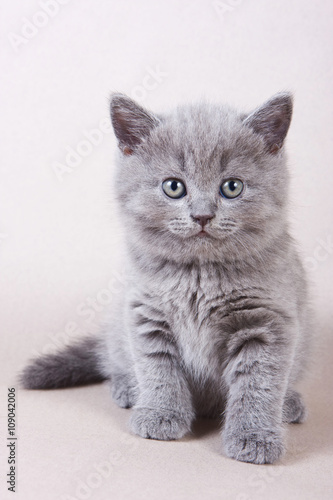 Gray British kitten looking into the camera © Dixi_