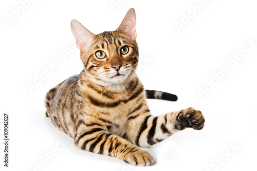 Striped red cat bengal looking at the camera (isolated on white)