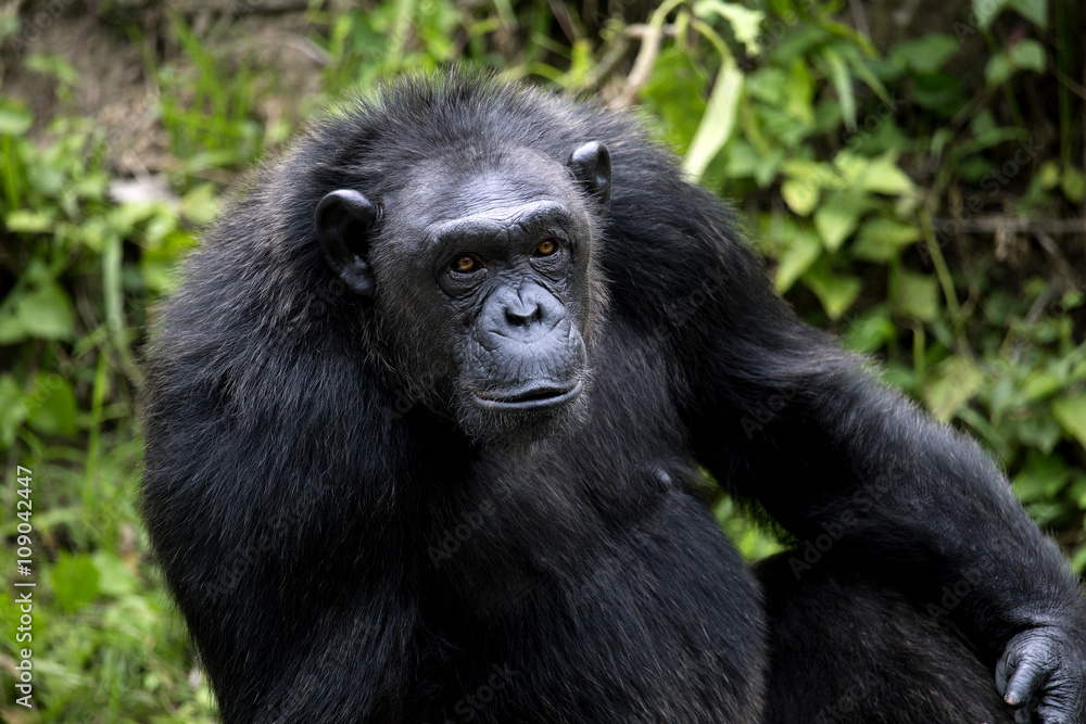 Portrait of black chimpanzee close-up Portrait of black chimpanzee close-up