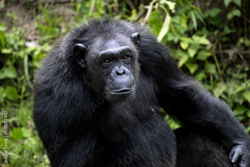 Portrait of black chimpanzee close-up