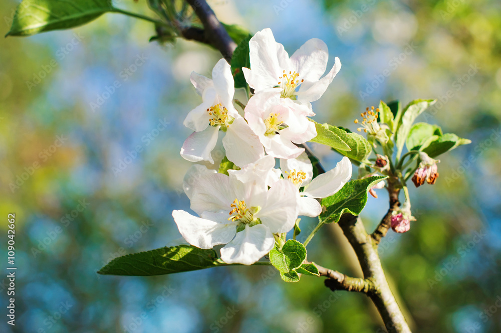 Obraz premium Blooming apple tree in spring time.