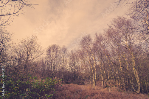 Forest in Denmark with birch trees