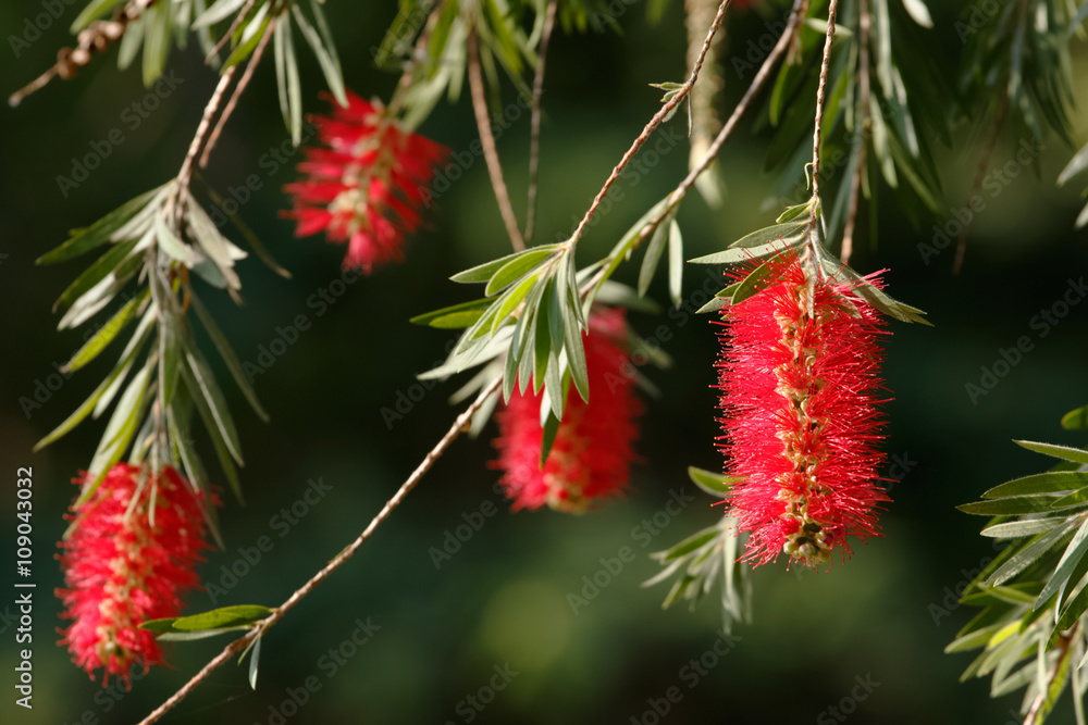 Weeping bottle brush red flower. Myrtaceae family Weeping bottle brush red flower. Myrtaceae family