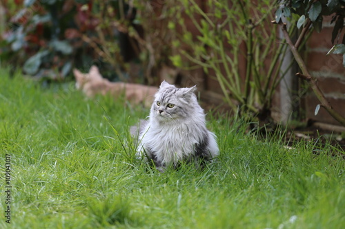 Grey persian cat playing in garden
