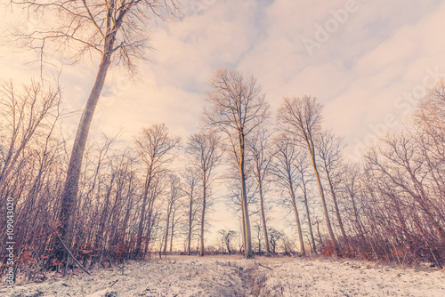 Forest landscape with tall trees at wintertime