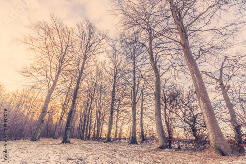 Winter forest in the sunrise