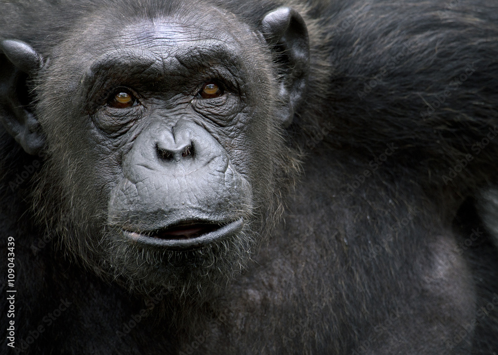 Obraz premium Portrait of black chimpanzee close-up