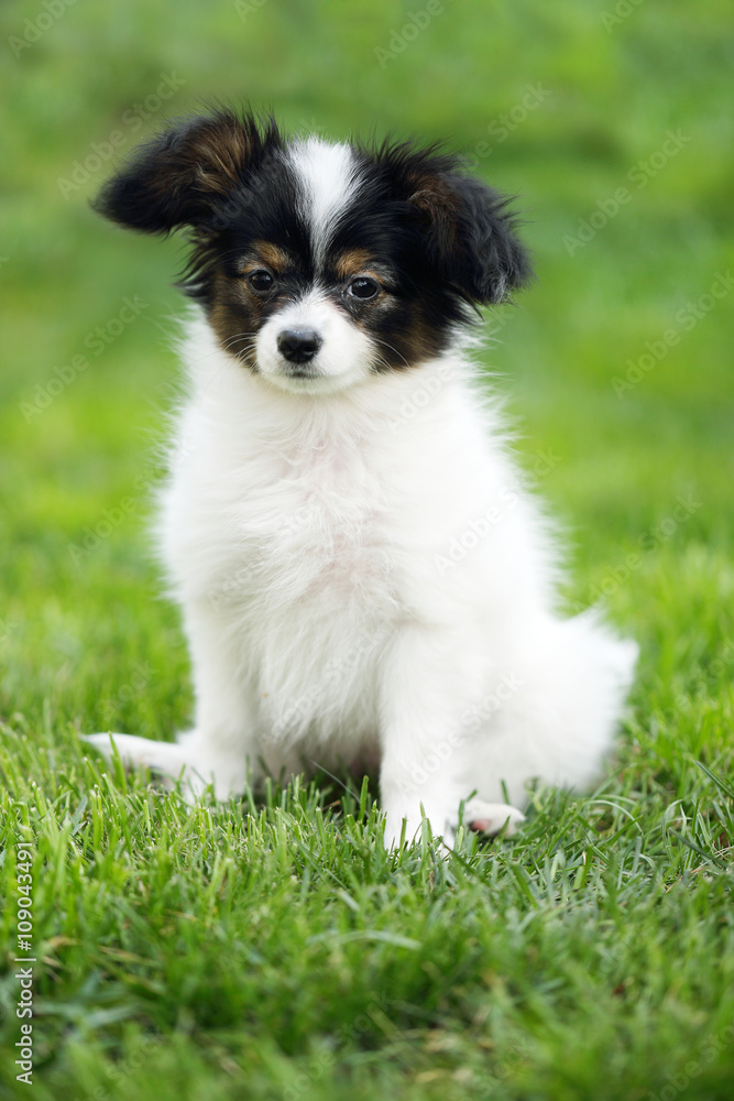 Puppy on the grass Puppy on the grass