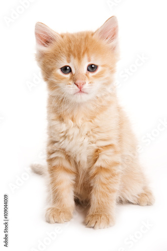 Ginger tabby kitten looking at the camera (isolated on white)
