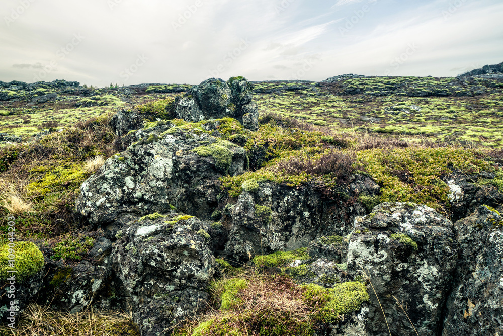 Moss on a lava field in iceland Moss on a lava field in iceland