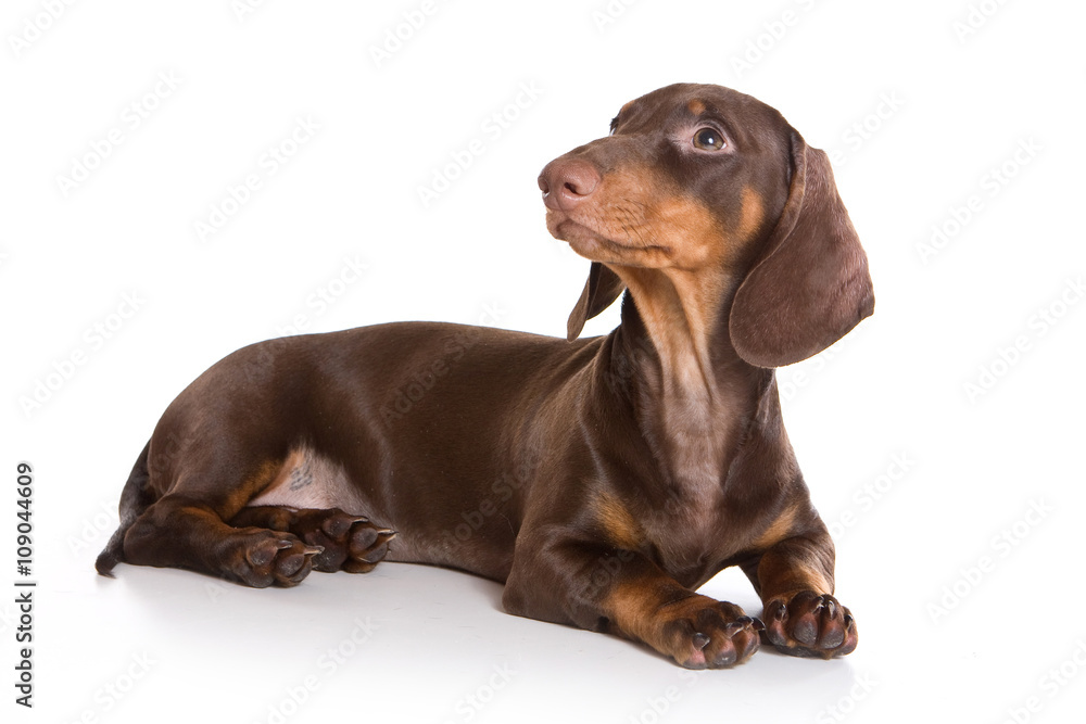 Puppy dachshund (isolated on white)
