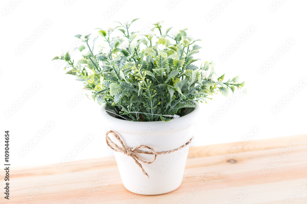 Fototapeta premium green bush in a pot isolated on white background
