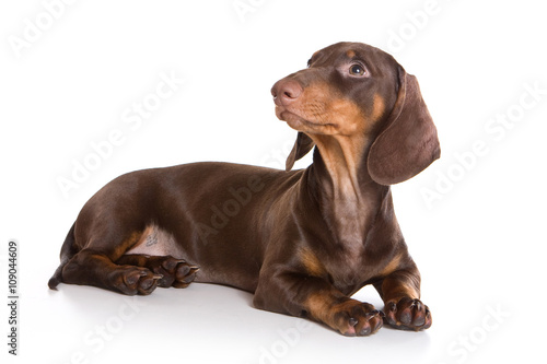 Puppy dachshund  isolated on white 