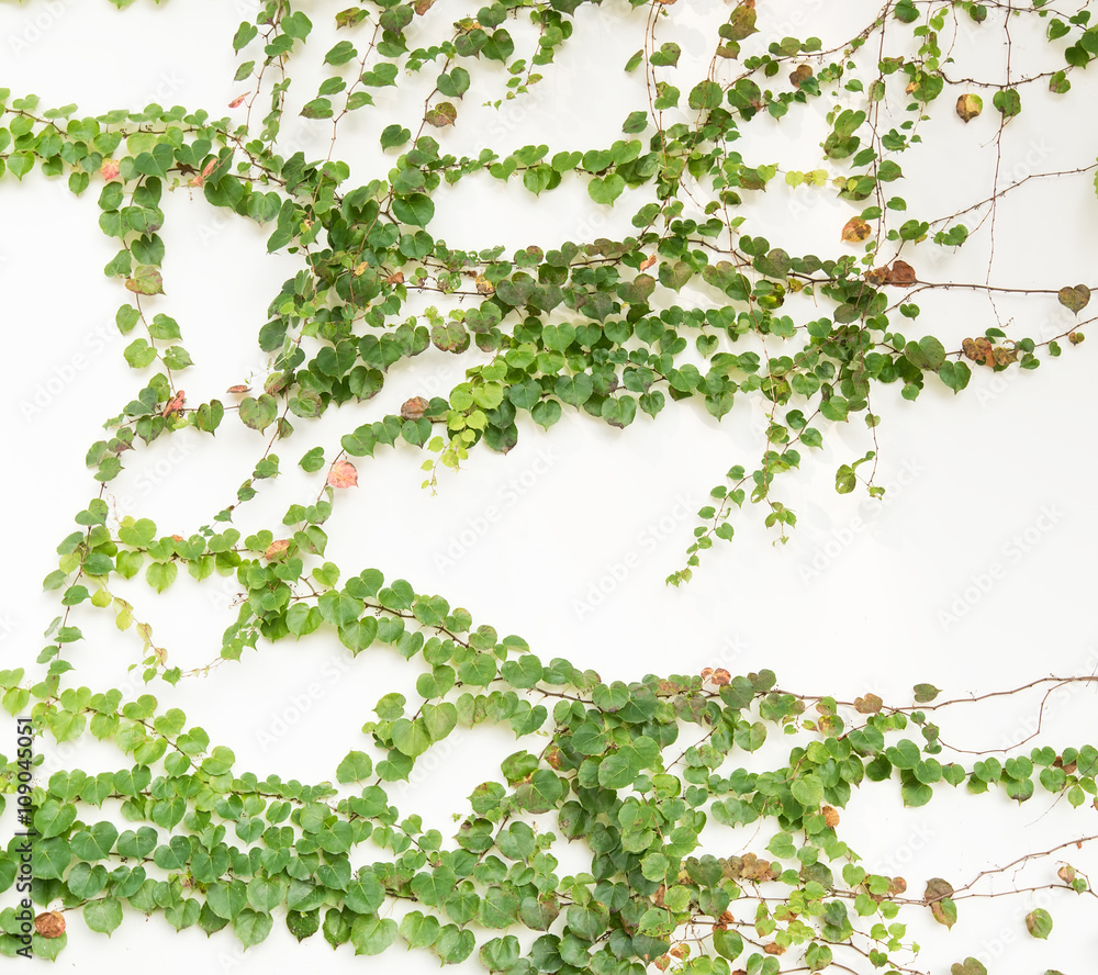 ivy leaves isolated on a white background ivy leaves isolated on a white background