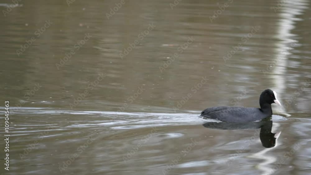 Coot parents feeding young chicks. ( fulica )