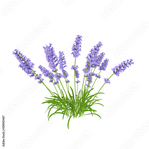 Blossoming lavender bush isolated on white background. 3D illustration.