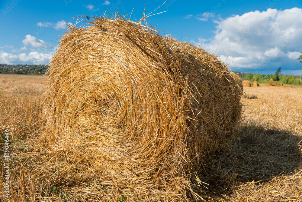 Harvested field with straw bales hay-roll in summer Harvested field with straw bales hay-roll in summer