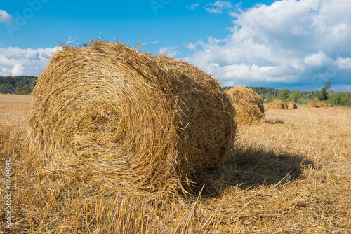 Harvested field with straw bales hay-roll in summer