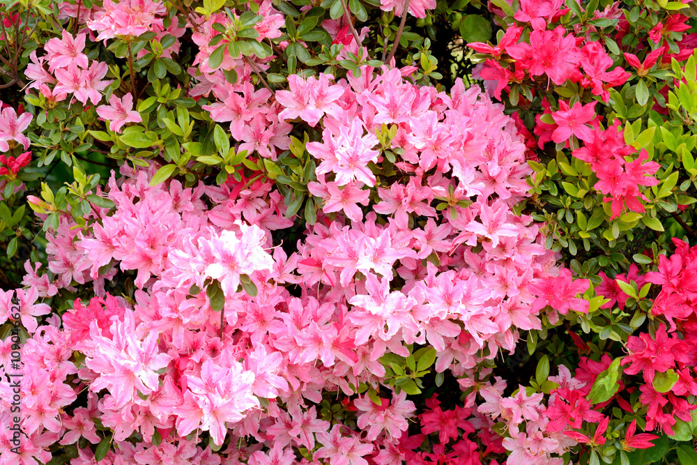 ピンク色のツツジの花 ピンク色のツツジの花